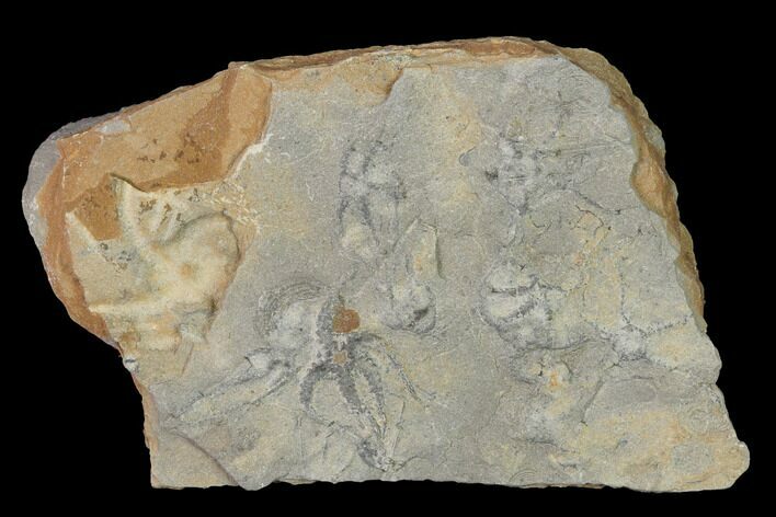 Jurassic Sea Star (Ophiopinna) Multiple Plate - France #155928